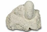 Eocene Fossil Crocodile Egg - Bouxwiller, France #293162-1